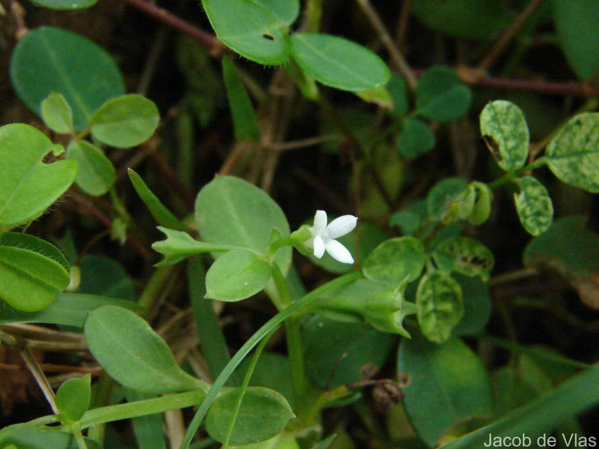 Leptopetalum biflorum (L.) Neupane & N.Wikstr.